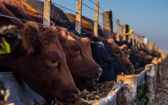 Hacienda en los corrales del feedlot